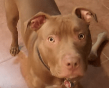 Red Nose Pit bulls – History, Characteristics, Lifespan, Temperament