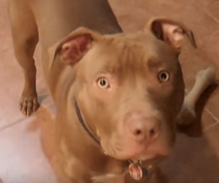 Red_Nose_Pit_Bull