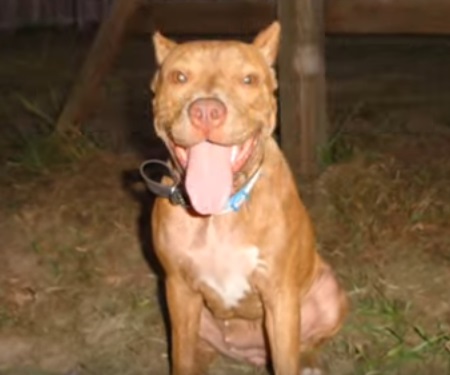 red nose pit bull smile