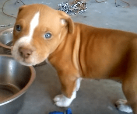 red_nose_pit_bull_puppy_dog