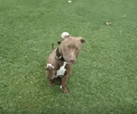 red_nose_pit_bull_raising_paw_to_shake_hands