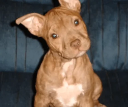 red_nose_pitbull_puppy_2017-05-08_2154