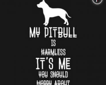 Top 5 Pit Bull Myths