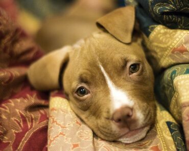 Pit Bull Health Problems