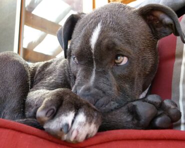 Pit Bull Grooming – the Easy Way!