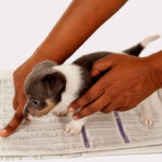 pit bull puppy potty training