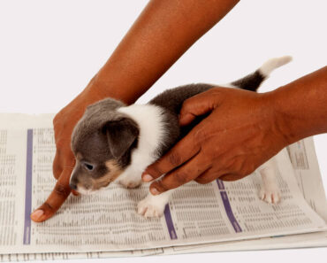 Potty Training a Pit Bull Puppy – Crate and House Training