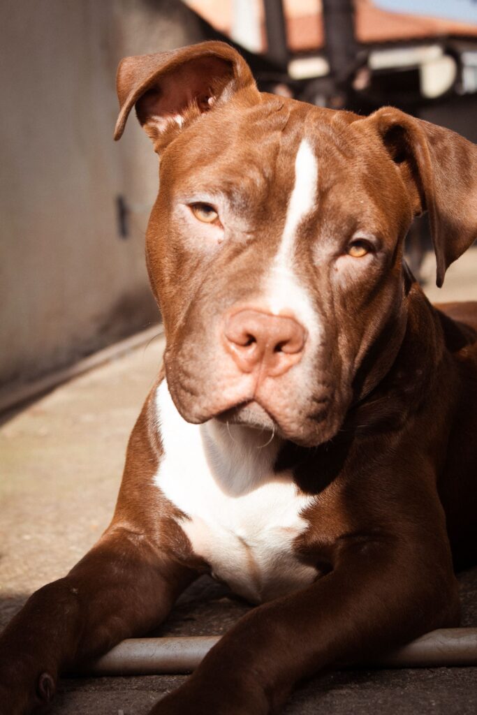 Pit bull portrait in warm sunlight